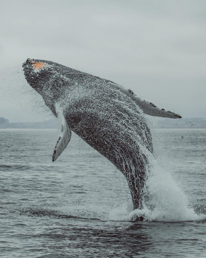 Slater Moore Captures Majestic Pictures of Whales in Monterey Bay