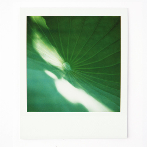 Arnaud Wacker #japan #polaroid #tokyo #sx70 #lotus