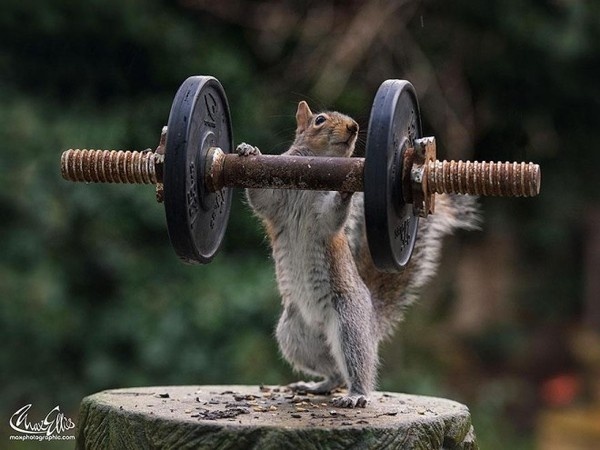 Squirrel Warhol by Max Ellis #inspiration #photography #animal
