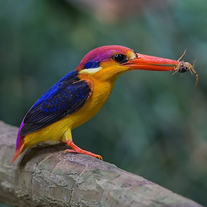 Amazing Bird Photography by Johnson Chua