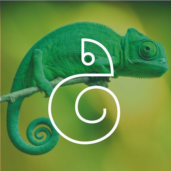 Chameleon Logo Concept 🦎