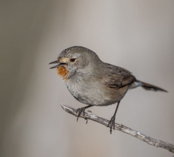 #birdstagram: Striking Bird Photography by Michael Jury