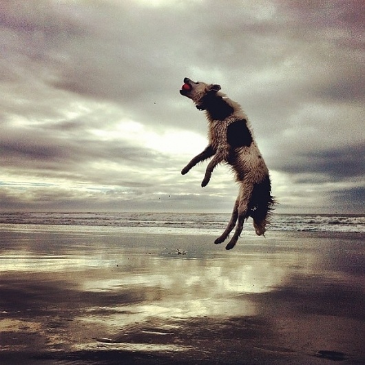 Reality « Amer Creative #sky #photography #jump #dog