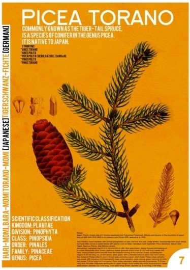 Picea Torano - Society6 #design #graphic #page