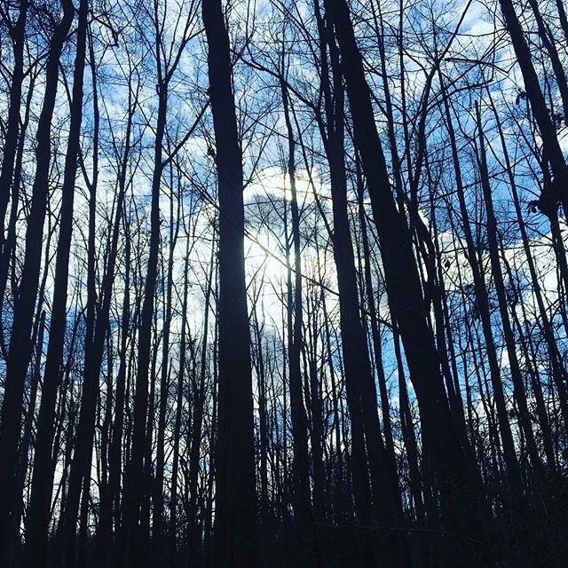 A walk in the woods