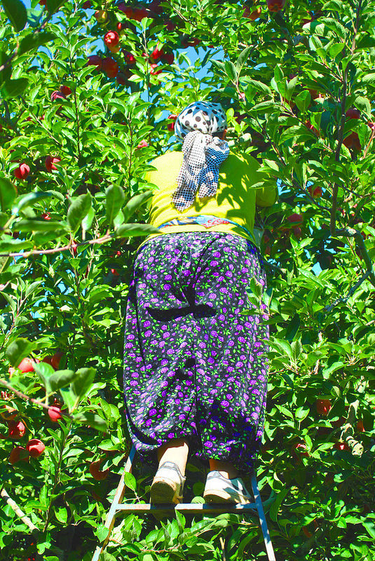 Egridir apple picker in orchard | Flickr - Photo Sharing! #apple #pattern #turkey #walby #photography #orchard #david #wall-b #green