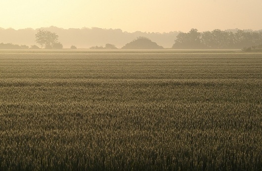 All sizes | Field - Sunny Morning | Flickr - Photo Sharing! #landscapes
