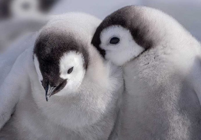 Franka Slothouber Captures The Emperor Penguin Colony in Antarctica