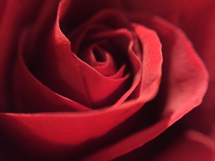 Makenna Terry Uses Macro Lens on Her iPhone to Explore The Tiny World