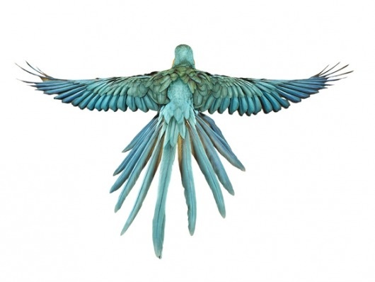 Andrew Zuckerman. Bird. | A Photography Blog #photograph #bird
