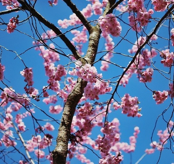 Photography by Denise Rexhall #inspration #photography #art