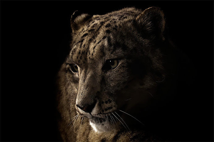Wild Big Cat Portraits by Vincent J. Musi #Animals #wildPhotos #AnimalPortraits