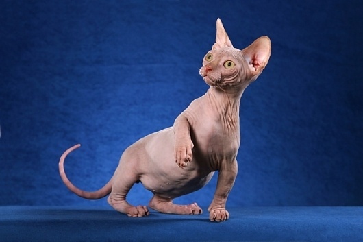 M O O D #cat #naked