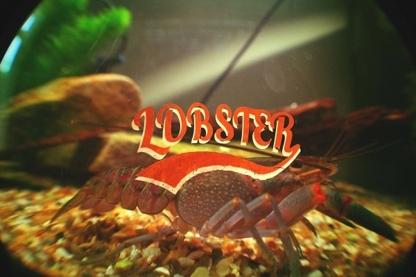 Chris van Niekerk #lobster #fish #tank