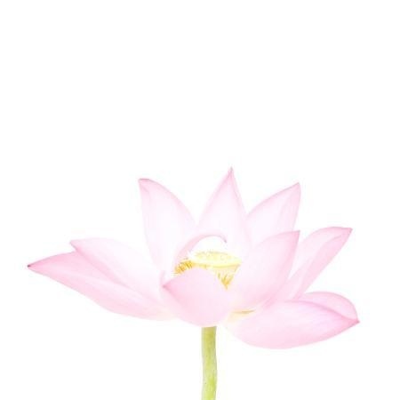 MA28 #flower #photography