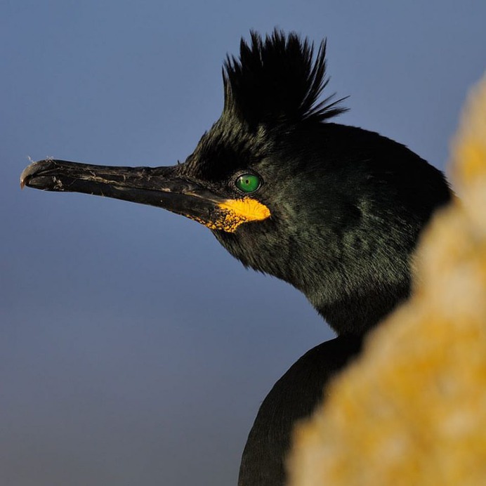 #kings_birds: Fascinating Bird Photography by Staffan Widstrand