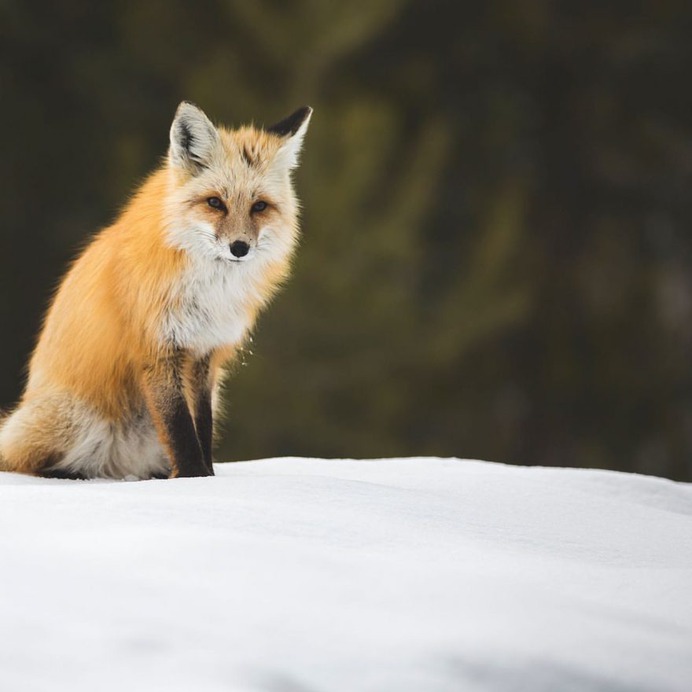 Amazing Wild Animals in Grand Teton National Park by Nick Sulzer