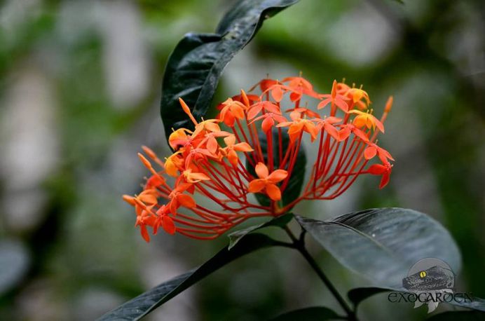 Saraca Flower Picture