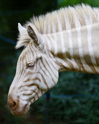 A Zebra Of A Different Color | Flickr - Photo Sharing! #zebra #photograph