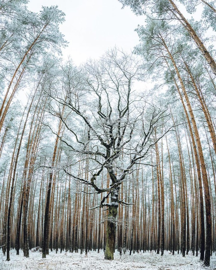 Breathtaking Forest Photography by Jakub Wencek