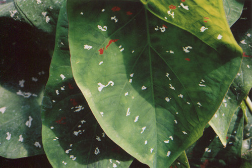 leaf~