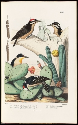 All sizes | Picus cactorum + jardinii | Flickr - Photo Sharing! #birds #illustration #book