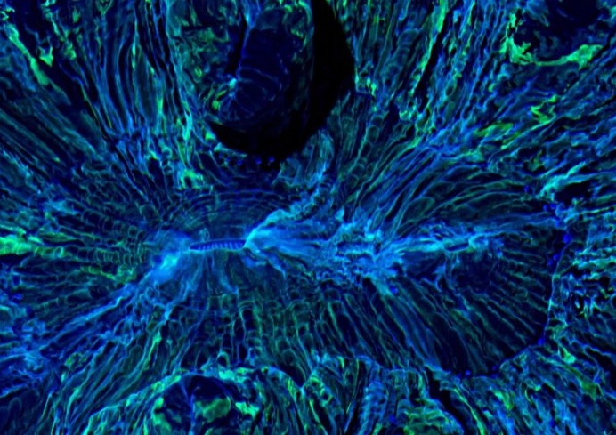 Macro Timelapse Revealing the Gorgeous Colors of Coral