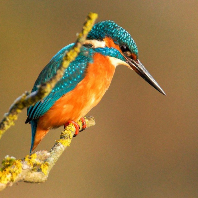 #eye_spy_birds: Beautiful Birds Photography by Dan Gibson