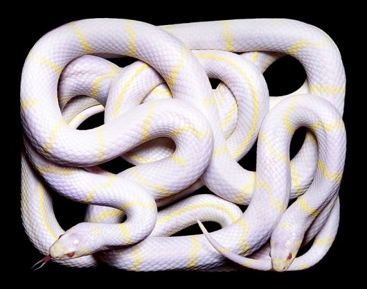 but does it float #snakes #white