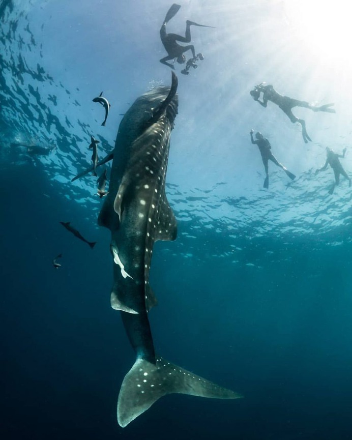 Majestic Underwater Shark Photos by Simon J Pierce