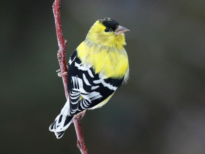 American Goldfinch Breeding male