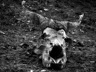 Silence Without: Tibetan Goat Skull; roadside between Tingri and Rongbuk #white #photo #black #goat #and #skull