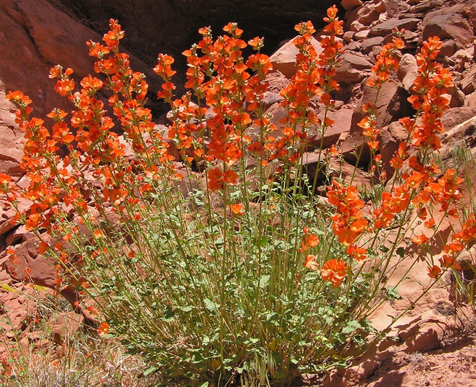 Sphaeralcea parvifolia- Desert Globemallow, Utah