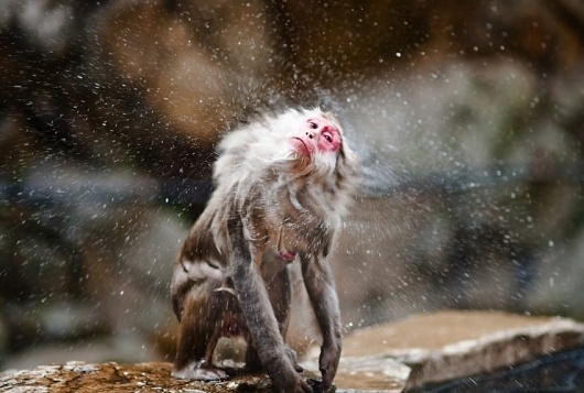 Navid Baraty Photography #baraty #photo #navid #monkey #photography #japan