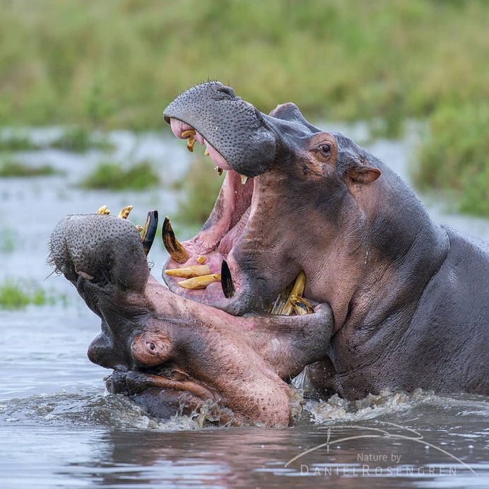 Awesome Wild Animals Photography by Daniel Rosengren