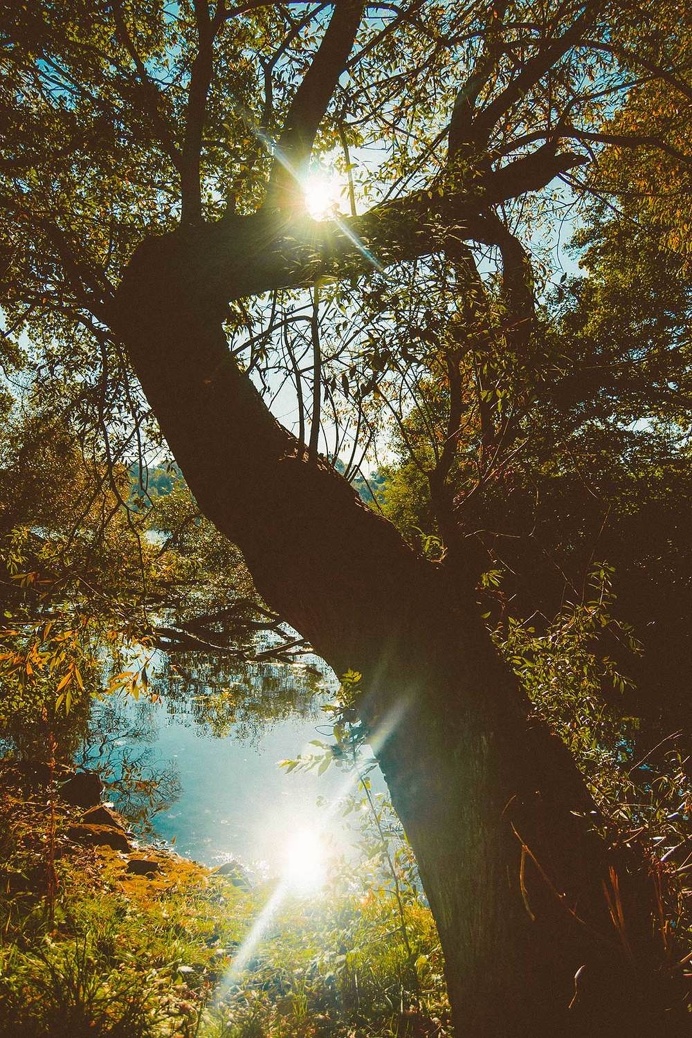 Upwards. #stockholm #trees