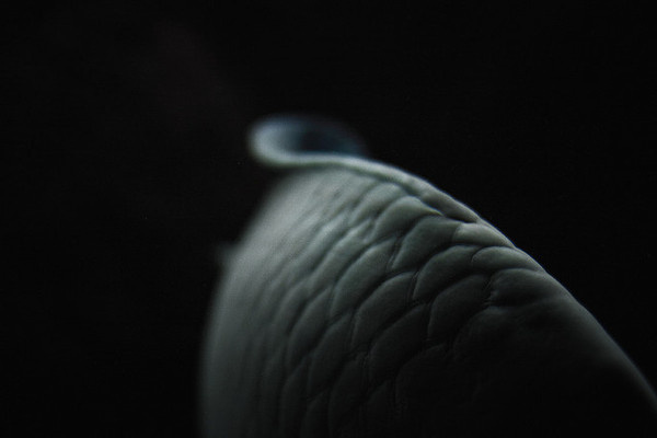 by zeissizm #fish #shade #black