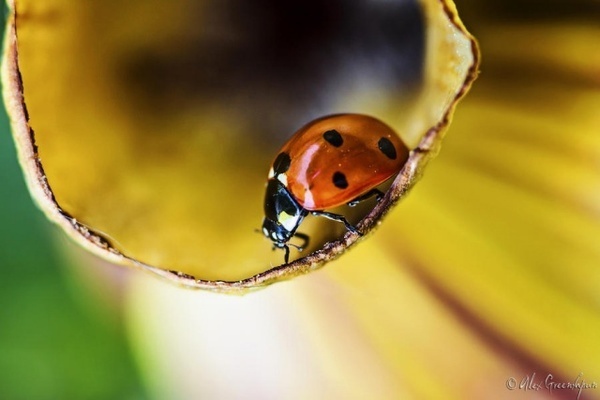 Macro Photography #inspiration #photography #macro