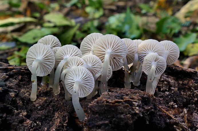 Roridomyces austrororidus, (Mycena) - Photo #24 - Beautiful Free Stock Photos
