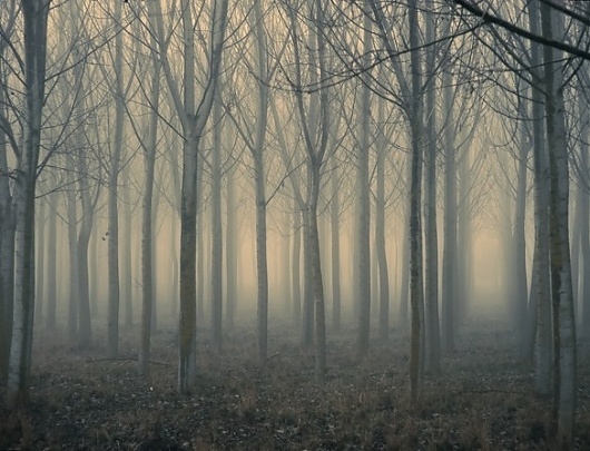 The Gate, Artwork by Botikario .net #foog #tree