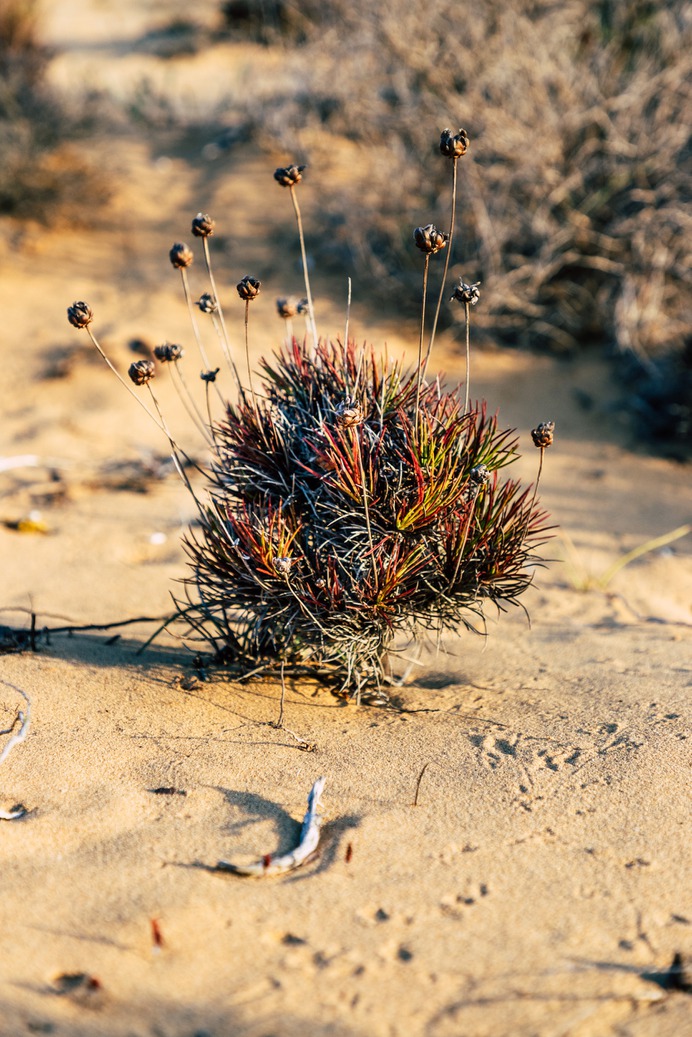 Carrapateira Portugal Desert