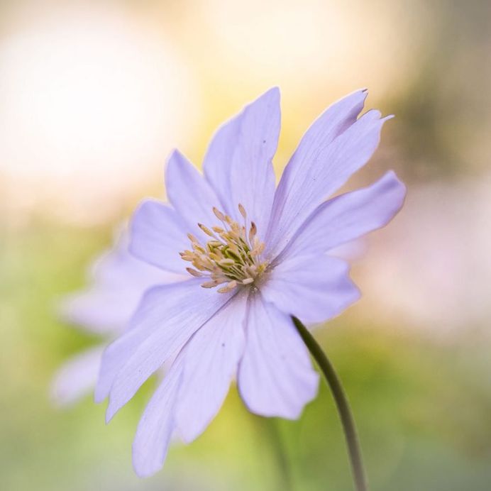 #instaflower: Beautiful Flower Photography by Marie Rich
