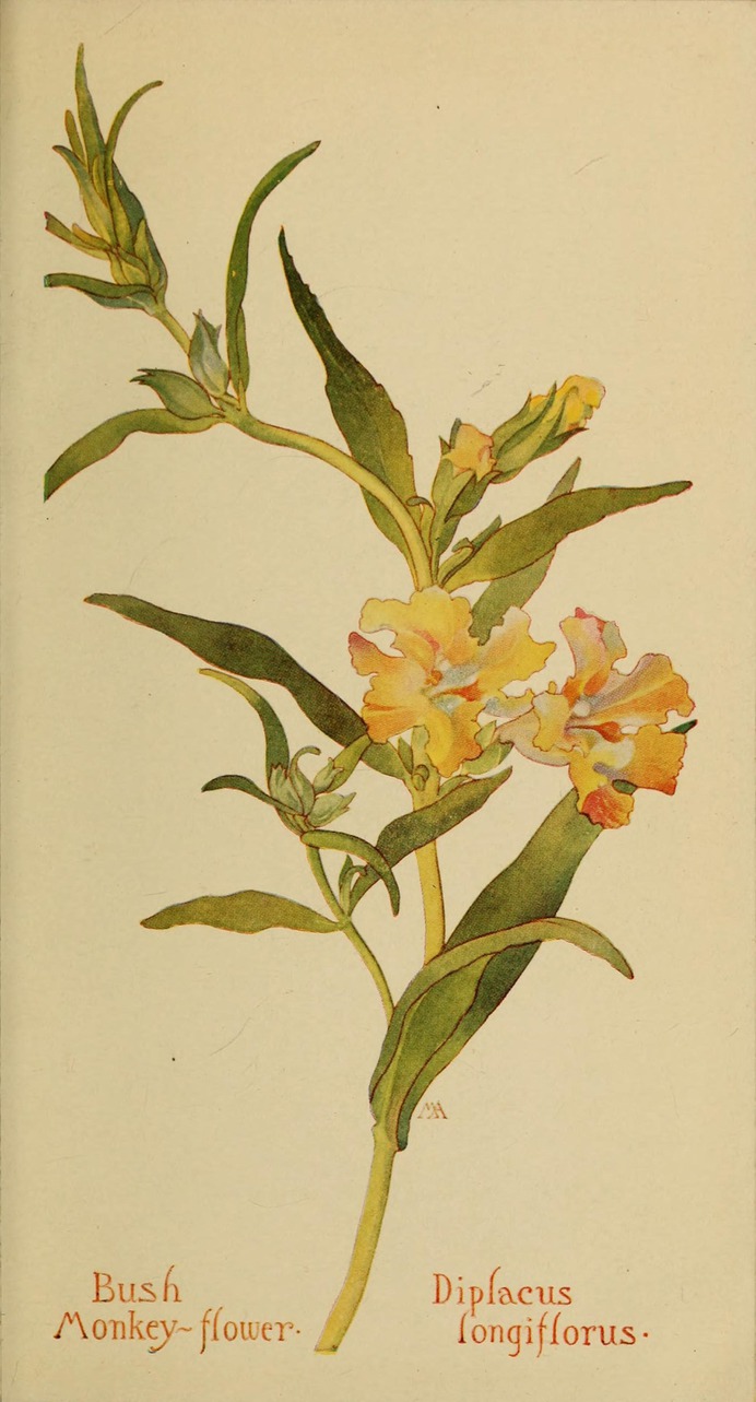 Diplacus_longiflorus_by_Margaret_Neilson_Armstrong.jpg (1725×3200)