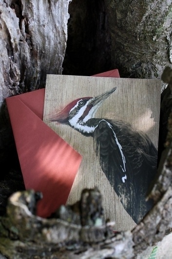 Snail's Pace Pileated Woodpecker Illustration - Note Cd #pace #pileated #woodpecker #snais #stationery #paper