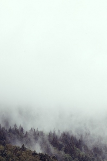 juni11_06.jpg (JPEG-Grafik, 683x1024 Pixel) #fog #jochen #black #wood #forest #pach