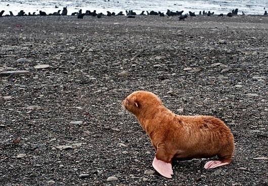 The lonely seal no-one wanted: Pup abandoned for having rare brown fur | Mail Online #seal