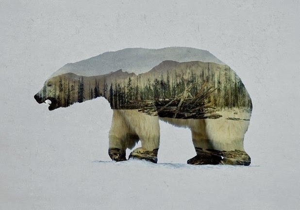 Twibfy #polar #wilderness #photo #winter #snow #landscape #photography #mask #manipulation #endangered #arctic #nature #bear #collage #animal #beauty