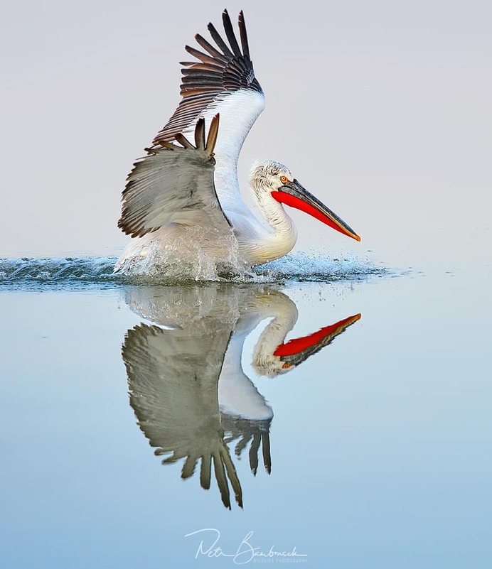 #bestbirdshots: Attractive Birds Photography by Petr Bambousek