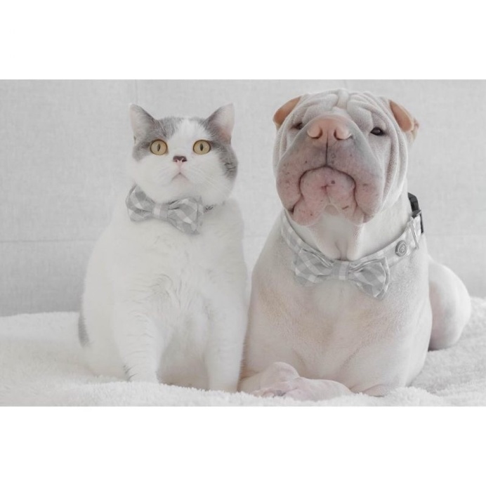 Annie Jacob Captures Unconventional Friendship Between A Shar Pei And His Cat