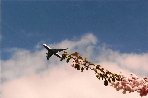 this isn't happiness™ Peteski #clouds #illusion #flight #sky #photo #riband #streamer #plane #flowers #stripe